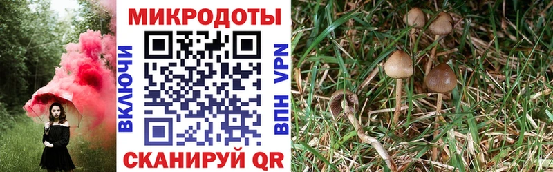 Галлюциногенные грибы Psilocybe Краснослободск
